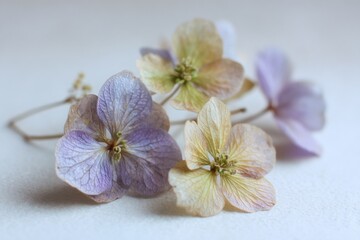 Poster - Close up of dried hydrangea flowers on white background in soft focus studio shot delicate floral still life
