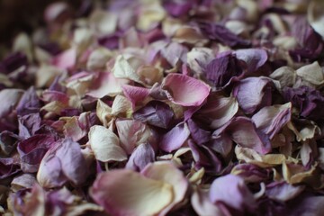 Poster - Close up of dried rose petals in shades of pink purple and cream scattered in a pile floral still life studio shot
