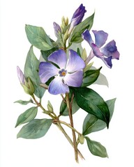 Aufkleber - Watercolor painting of periwinkle flowers and buds with green leaves on a white background botanical illustration