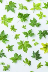 Poster - Green Leaves Flat Lay on White Background Overhead View Natural Pattern Fresh Foliage Botanical Arrangement Springtime Concept
