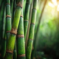 Poster - Close up of green bamboo stalks in a forest grove with blurred background and soft light creating a peaceful zen atmosphere