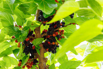 Poster - Many black mulberry bunches on tree branches. Black morus berries in garden. Mulberry tree with ripe morus fruit outdoor. Superberry Black Mulberry Tree.