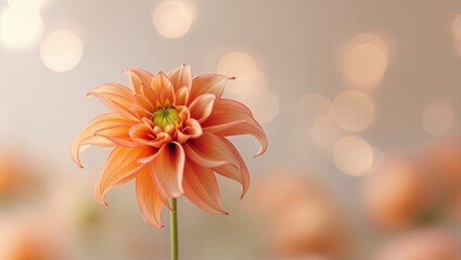Poster - Beautiful orange dahlia flower blossoms elegantly against a soft blurred background with delicate bokeh lights