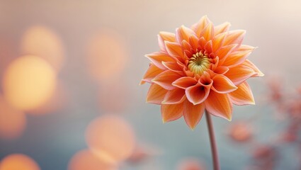 Poster - Beautiful orange flower blooming in a soft light setting during early morning hours in a natural garden