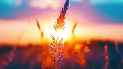 Wall Mural -   A plant stands out against the sunset backdrop