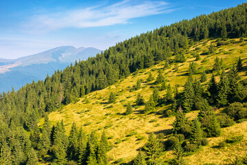Wall Mural - travel background of carpathian mountain landscape in summer. spruce forest on the hillside in the f