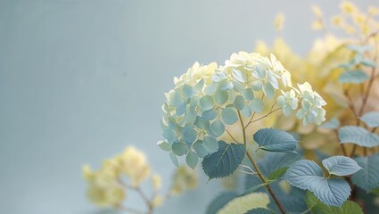 Poster - Beautiful hydrangea flowers blooming in a serene garden setting during golden hour