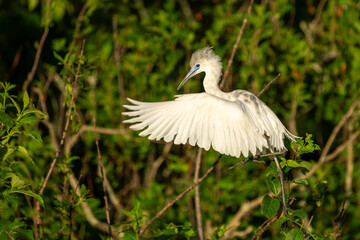 Wall Mural - A juvenile tri-colored heron landing in a marsh