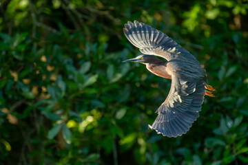 Wall Mural - A green heron landing in a marsh