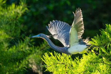 Wall Mural - A tricolored heron flying over a marsh