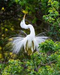 Wall Mural - a great egret in mating display