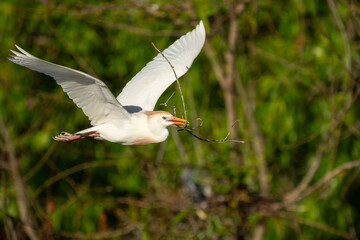 Wall Mural - A cattle egret flying over a marsh