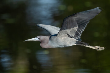 Wall Mural - A little blue heron flying over a pond