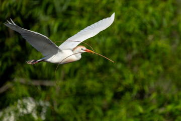 Wall Mural - A flying cattle egret bringing nesting material to a nest