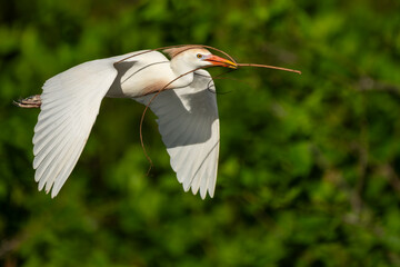 Wall Mural - A flying cattle egret bringing nesting material to a nest