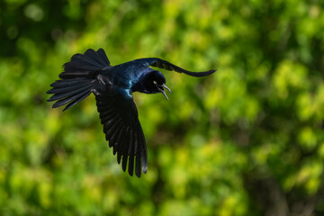 Wall Mural - A boat-tailed grackle flying over a marsh