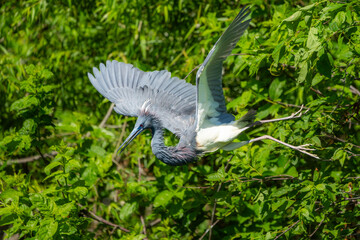 Wall Mural - a tricolored heron flying over a marsh