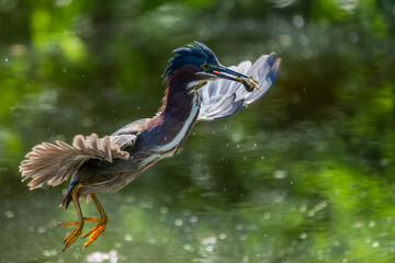 Wall Mural - a green heron catching a tadpole