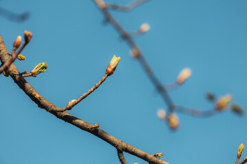 new leaves sprouting on a tree branch against a bright blue sky, symbolizing renewal and the arrival