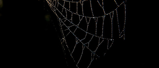 Wet spider web with glistening dew drops on a dark background, a macro nature pattern of an insect's intricate trap
