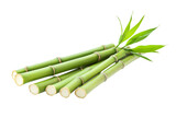 a bunch of green bamboo sticks with leaves