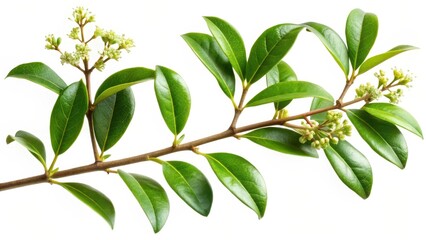 Wall Mural - Spring young Ligustrum branches with leaves on white background, detail of twig and leaf texture, isolated on white