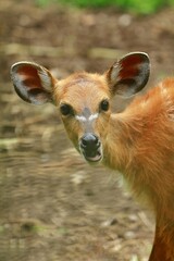 Wall Mural - close up of sitatunga's facial expression