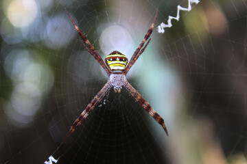 spider on the web