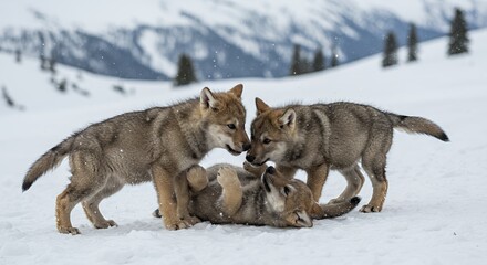  Three Wolf Pups Playing in Snowy Mountains
