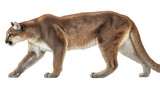 Mountain lion wildlife animal walking side view