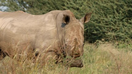 Wall Mural - close-up view of an endangered white rhinoceros (ceratotherium simum) in natural habitat, south afri