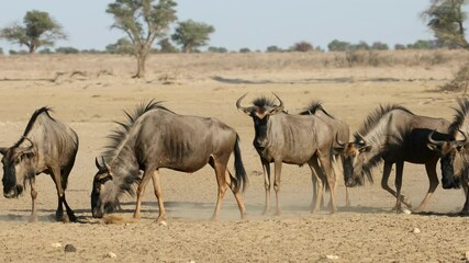 Wall Mural - blue wildebeest (connochaetes taurinus) walking in a dry and dusty riverbed, kalahari desert, south 