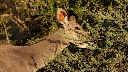 Wall Mural - close-up portrait of a female kudu antelope (tragelaphus strepsiceros) feeding on a bush, mokala nat