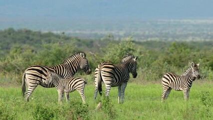 Wall Mural - plains zebras (equus burchelli) in natural habitat, madikwe game reserve, south africa
