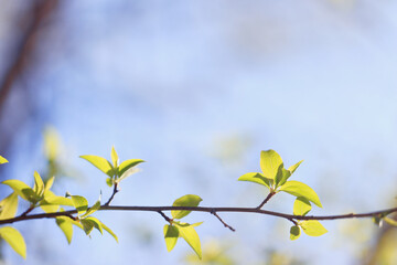 Wall Mural - spring forest, trees and young branches with foliage in the park, abstract background of nature