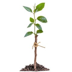 Poster - young tree sapling with green leaves, supported by stake and tied with twine, symbolizes growth and new beginnings