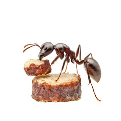 Poster - Ant carrying food on piece of bread, showcasing its strength and determination. This close up image highlights intricate details of ant body and its environment