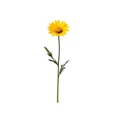 Poster - Bright yellow flower with green leaves on slender stem, symbolizing beauty and nature. Perfect for floral arrangements or nature themed designs