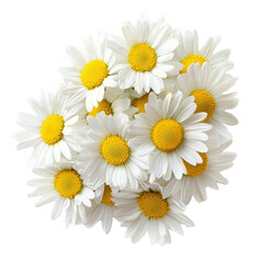 Poster - Fresh white daisies with bright yellow centers arranged beautifully, symbolizing purity and joy. Perfect for floral arrangements or nature themed designs