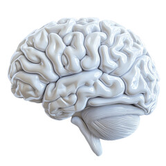 Poster - detailed 3D model of human brain showcasing intricate folds and structures, emphasizing its complexity and importance in neuroscience