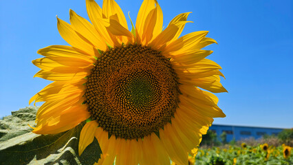 Wall Mural - Bright yellow Sunflower glowing in sunlight, close-up