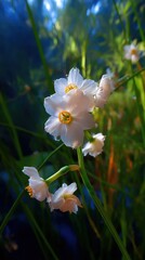 Poster - Cluster of White Narcissus Flowers in Soft Focus, Symbolizing Purity and New Beginnings for Springtime Celebrations : Generative AI
