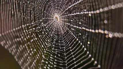 Macro shot of intricate spiderweb glistening with dewdrops, creating a delicate pattern with a natural symmetry in a dark green forest background.