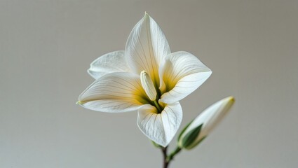 Poster - Beautiful white flower with delicate yellow accents in a minimalist setting during daylight