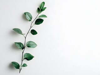 Fototapete - A delicate branch with vibrant green leaves rests against a light background, showcasing natural elegance