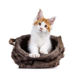 Poster - Adorable red with white Maine Coon cat kitten, sitting in faux fur brown basket. Looking towards camera with cute head tilt. Isolated on a white background.