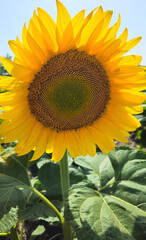 Wall Mural - Bright yellow flower of Sunflower glowing in sunlight, close-up