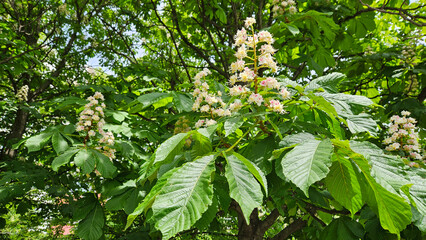 Wall Mural - branches of spring flowering chestnut with white flowers