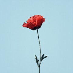 Poster - Vibrant red poppy blossoming against azure sky, capturing delicate seasonal beauty