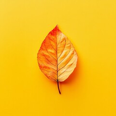 Aufkleber - Orange autumn leaf laying on a yellow background, creating a beautiful color contrast